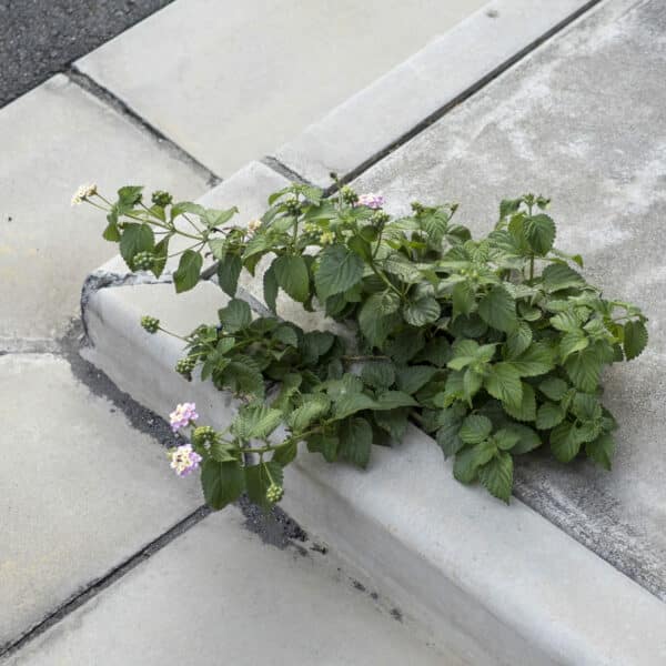 Thomas Vauthier - Ce qui pousse, malgré nous